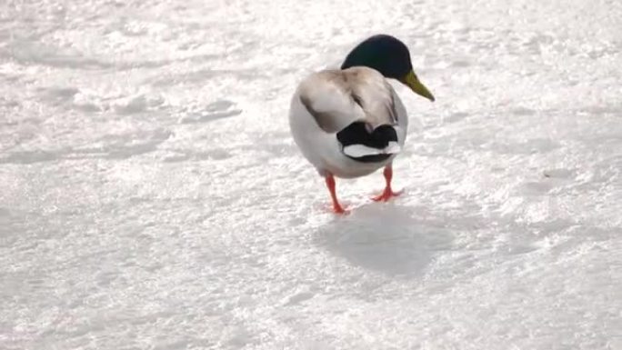 冬初在新的薄冰上行走的鸭子