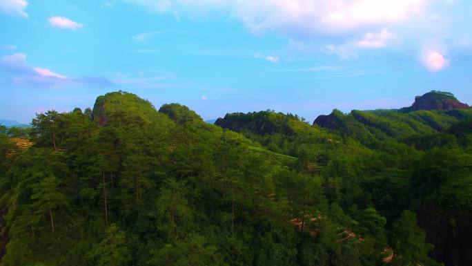 航拍武夷山大红袍母树、岩茶茶园、茶山全景