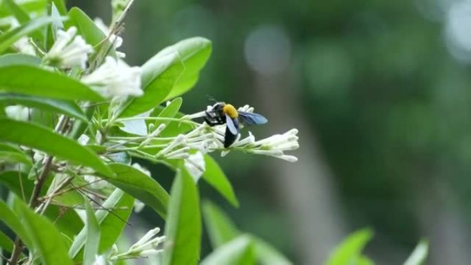 黄蜂在白花上吸收甜味