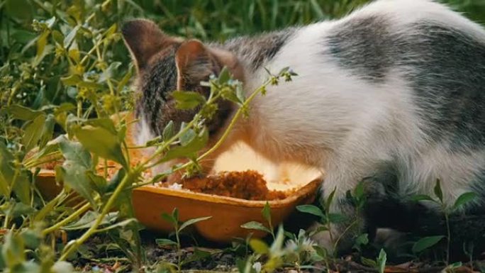 饥饿的小猫在绿色的草地上吃饭