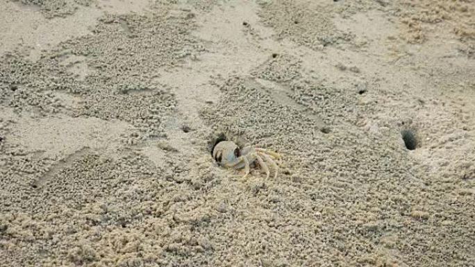 螃蟹在沙滩上栖息