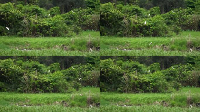 湿地鹭鸟飞翔-慢镜头