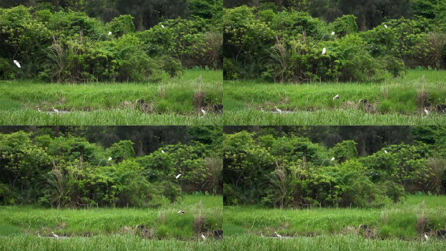 湿地鹭鸟飞翔-慢镜头