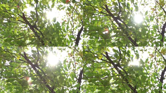 树木光影太阳逆光晴天空镜