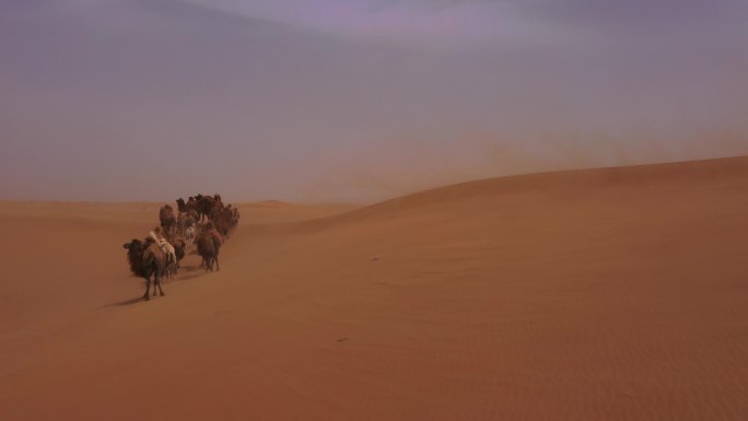 动物 骆驼 沙漠 风沙 行走 干旱 恶略