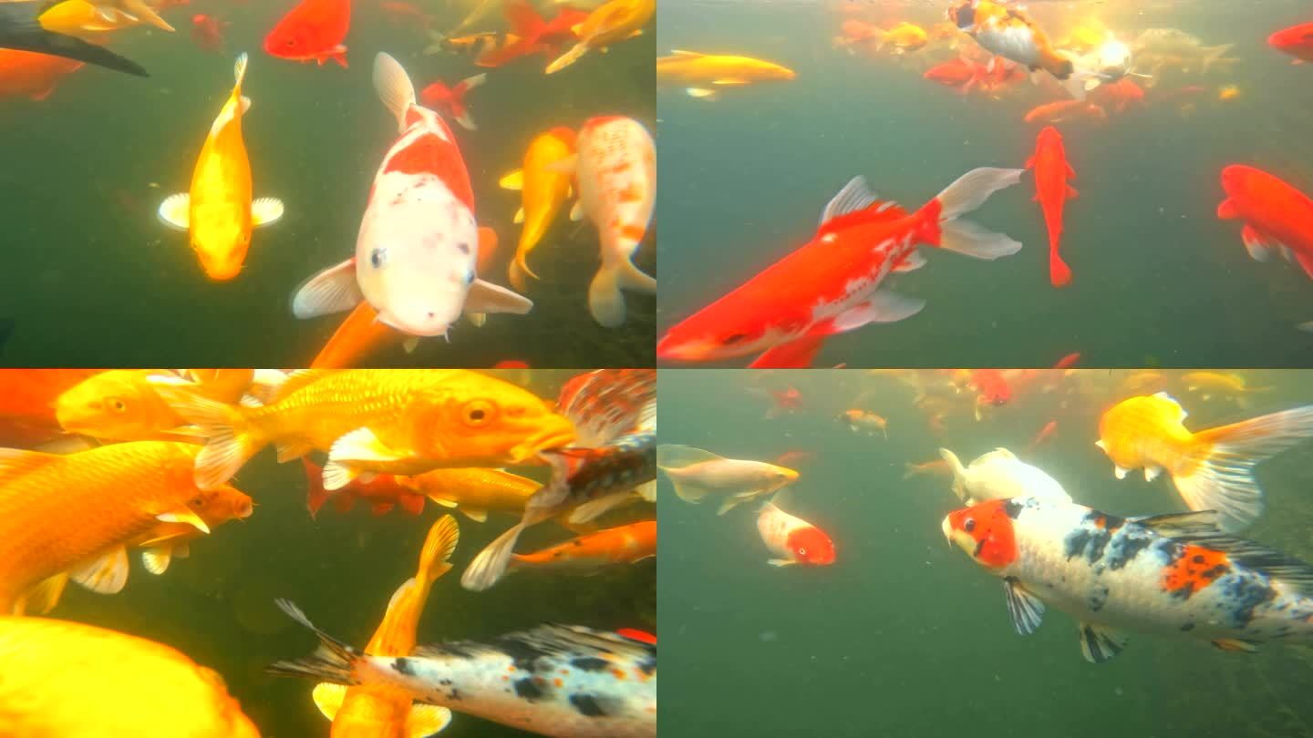 水下摄影锦鲤招财鱼