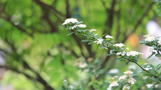 麻叶绣线菊