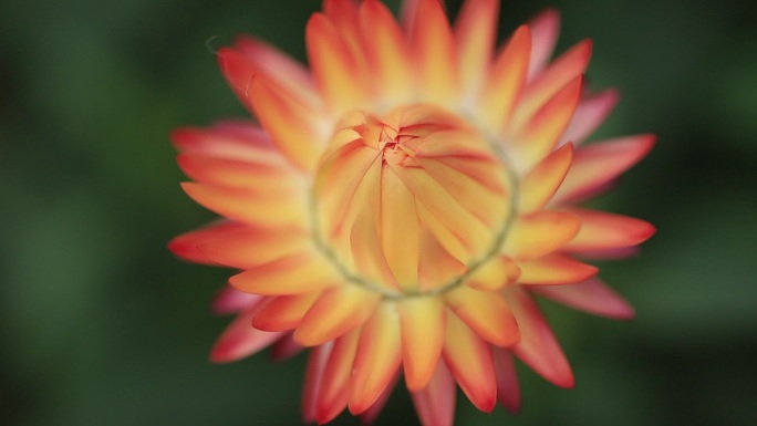 麦秆菊，蜡菊特写，菊花特写