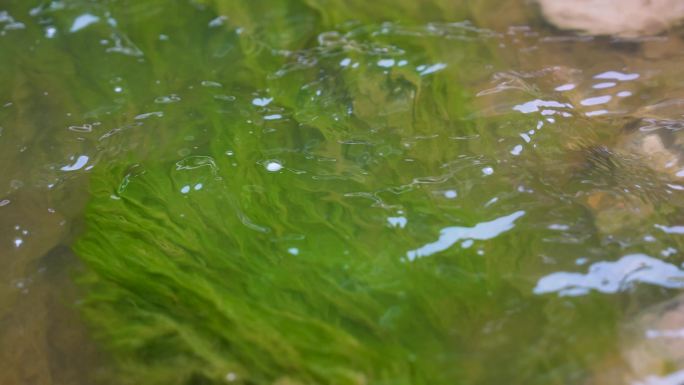 4K实拍河流河滩流水波光粼粼夏日野花