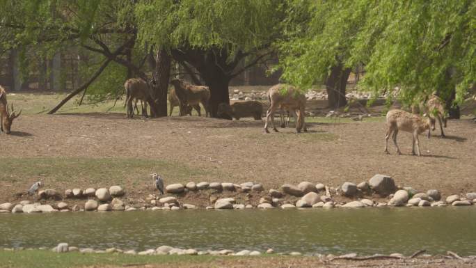 麋鹿在湖中的柳树下散步河边喝水卧地休息