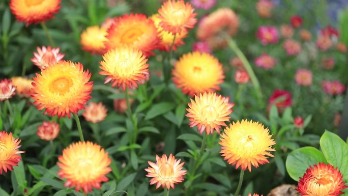 麦秆菊，蜡菊特写，菊花特写