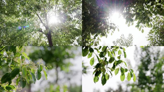 4K阳光透过香樟树树叶唯美光线【合集】