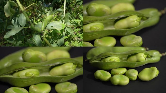 有机蚕豆种植以及棚拍蚕豆特写