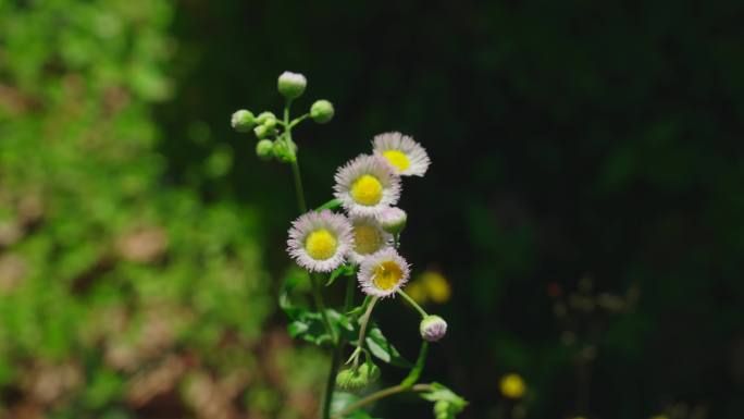 路边野花一年蓬小菊花