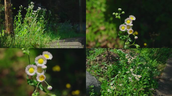 路边野花一年蓬小菊花