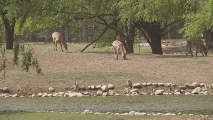 麋鹿鹿群在树下悠闲散步吃草寻食实拍