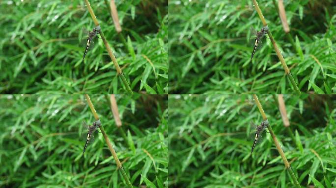 竹林中的蜻蜓