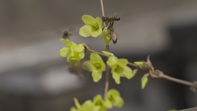 蜜蜂采花