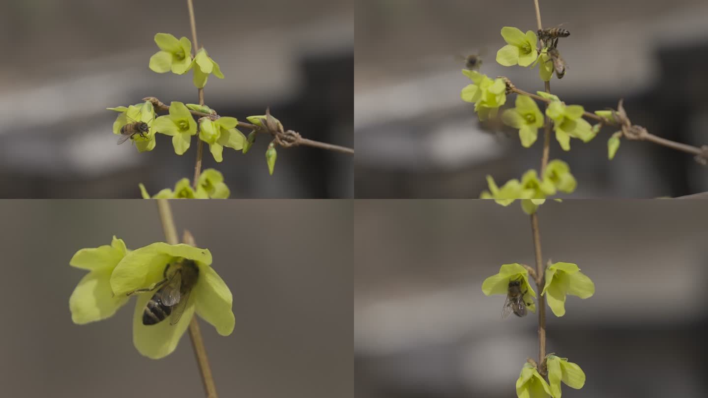 蜜蜂采花