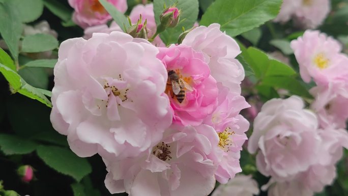 蔷薇花（带蜜蜂）