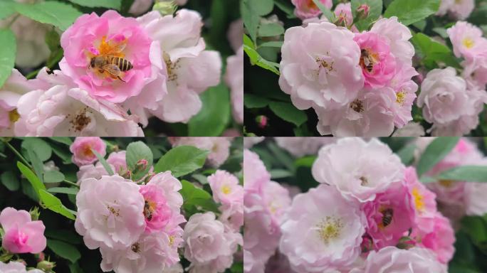 蔷薇花（带蜜蜂）