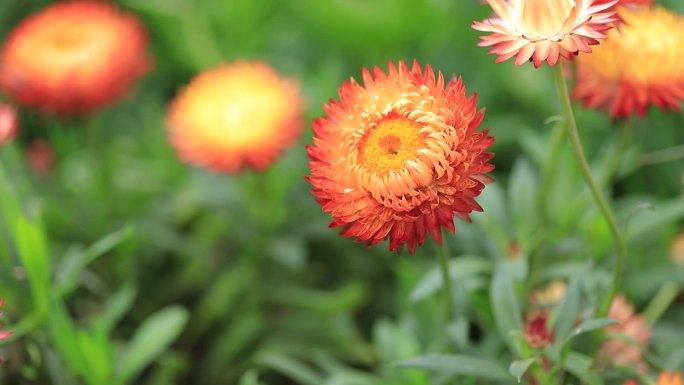 麦秆菊，蜡菊特写，菊花特写