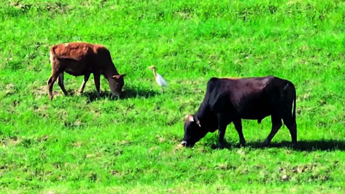清晨黄牛吃草白鹭与黄牛航拍视频放牛精剪