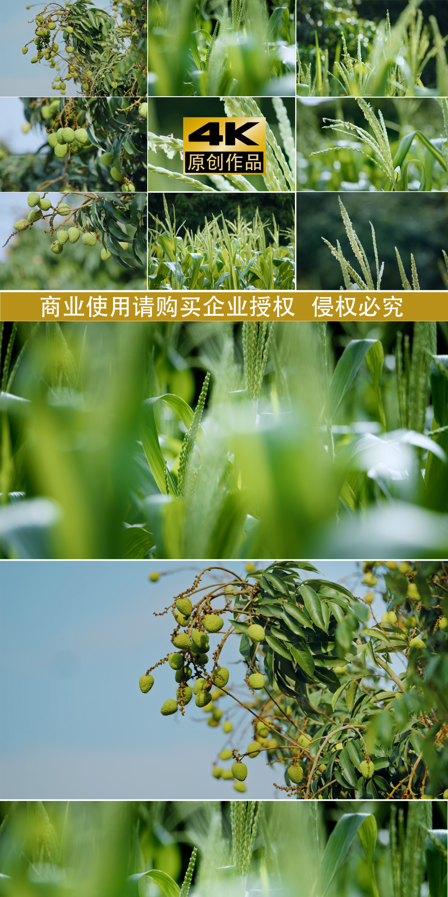 小满 水果空镜农作物农业种植唯美植物空镜