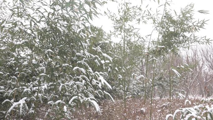 雪中的竹林1