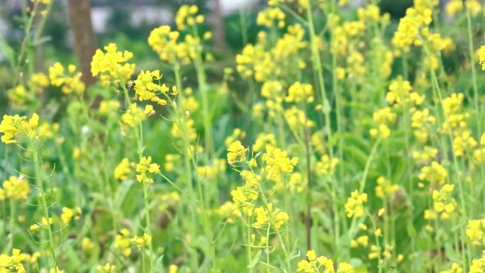 春天农作物油菜花