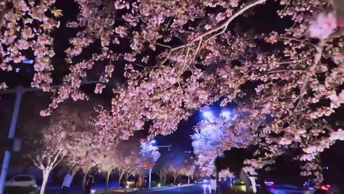 浪漫樱花氛围感风景视频素材