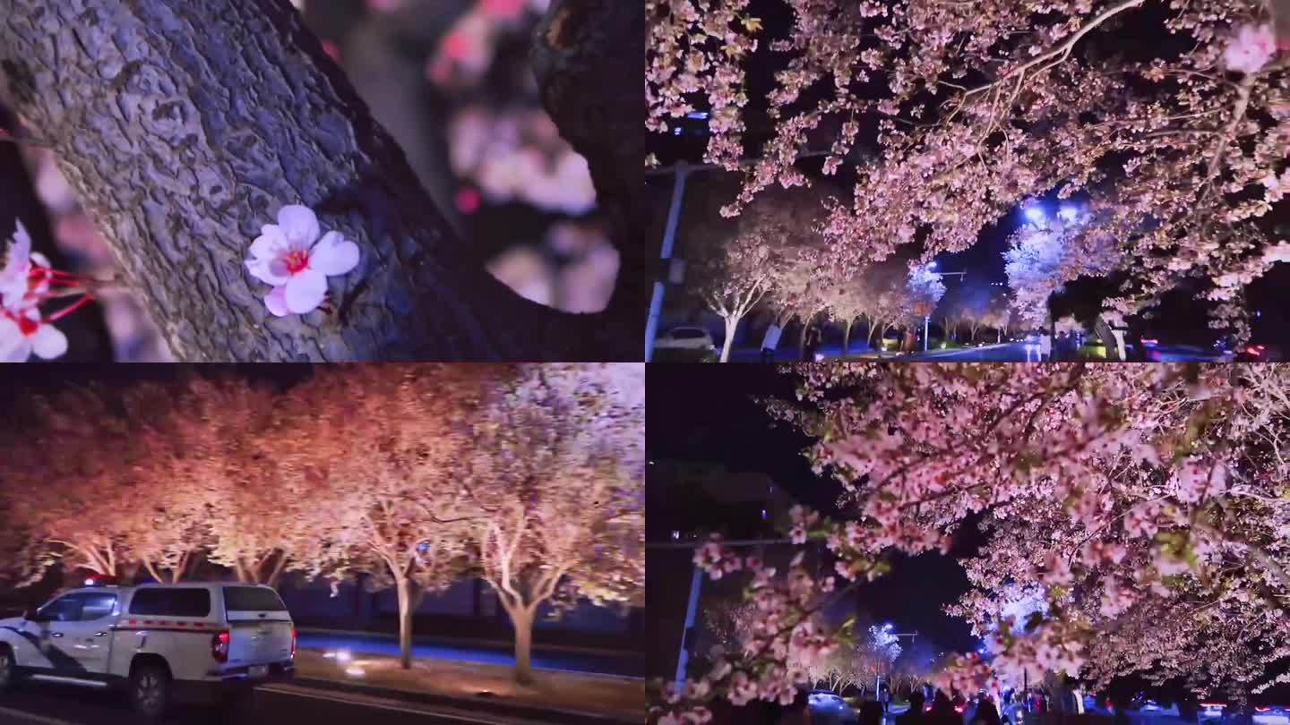 浪漫樱花氛围感风景视频素材