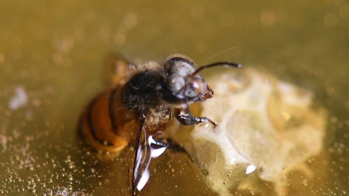 蜜蜂在蜂蜜水里挣扎