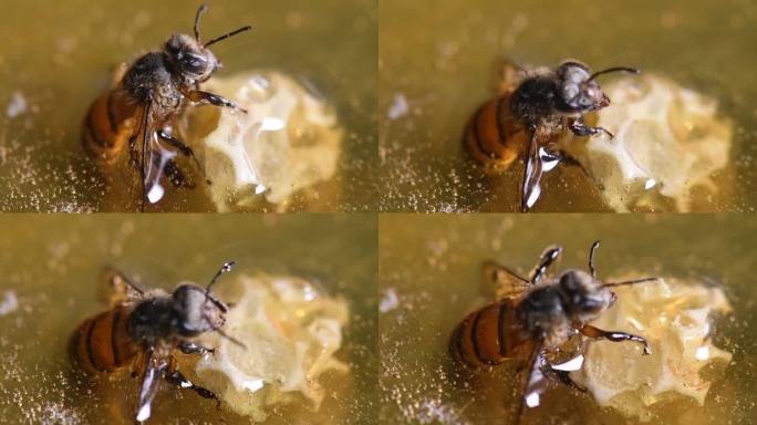 蜜蜂在蜂蜜水里挣扎