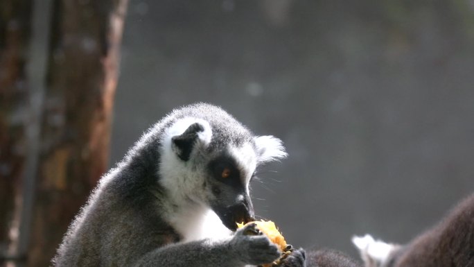 环尾孤猴吃芒果