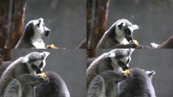 环尾孤猴吃芒果