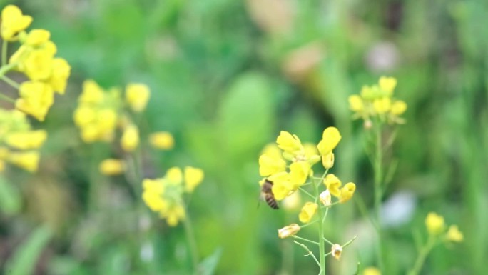 蜜蜂采花蜜菜籽花