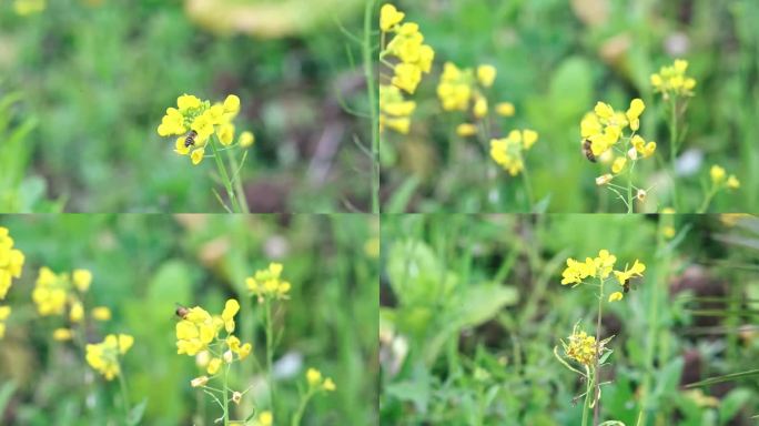 蜜蜂采花蜜菜籽花