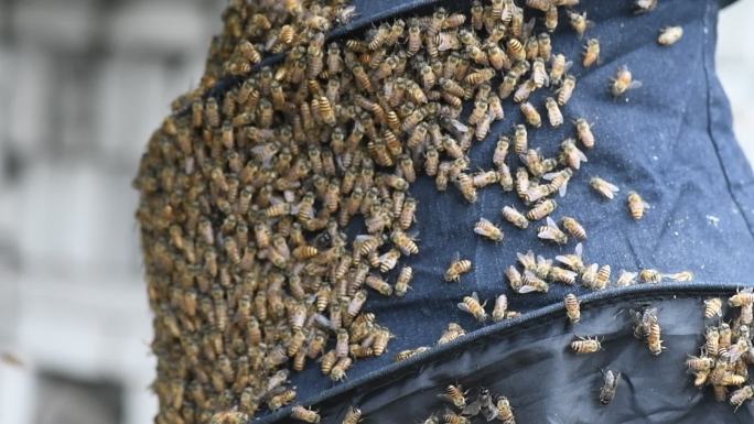 蜜蜂 蜂笼 大片蜜蜂 养殖蜂