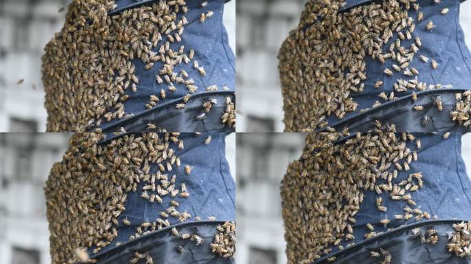 蜜蜂 蜂笼 大片蜜蜂 养殖蜂