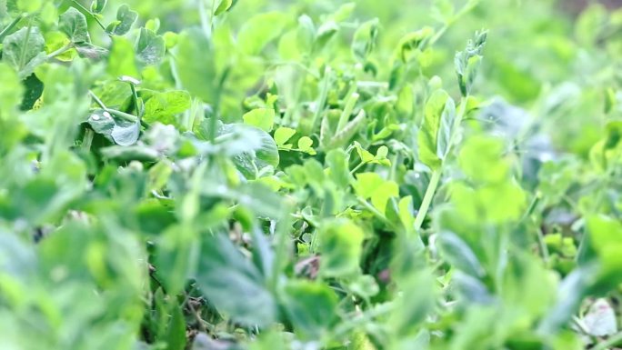 农村农家绿色食品豌豆尖