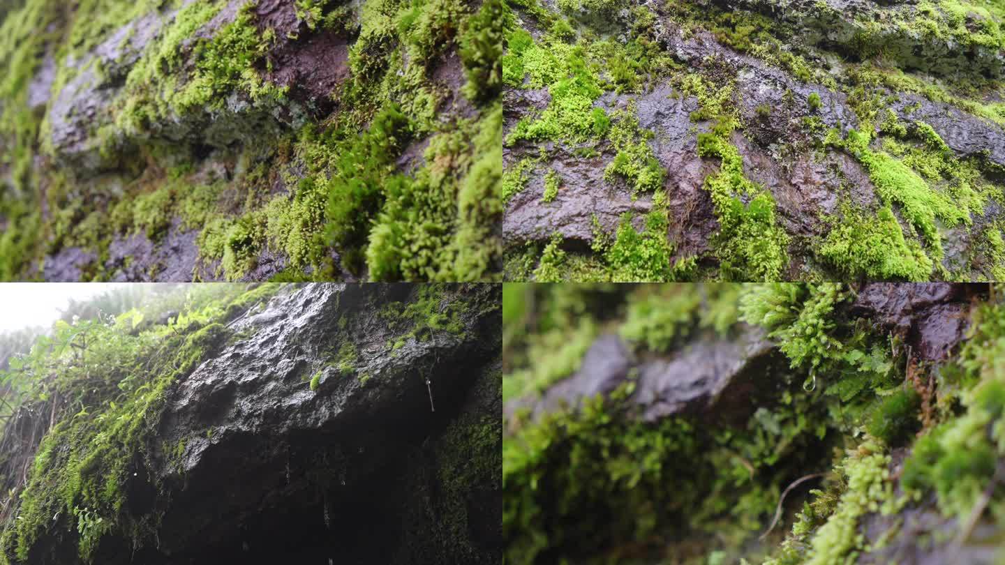 苔藓雨滴-青苔水滴-自然生态
