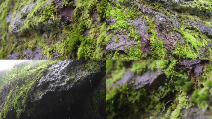 苔藓雨滴-青苔水滴-自然生态