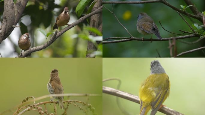 4K合集实拍春天来了各种鸟在树林枝头