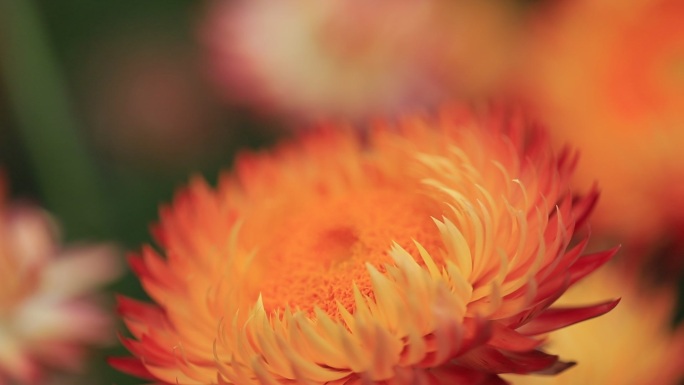 麦秆菊，蜡菊特写，菊花特写