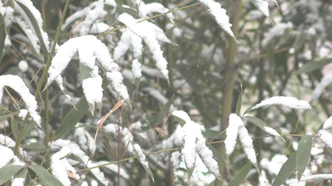 雪后挂着厚厚积雪的竹叶