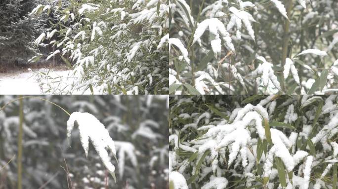 雪后挂着厚厚积雪的竹叶