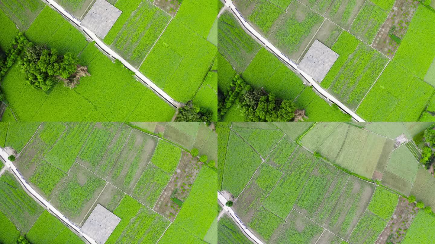航拍农业稻田成片粮食农作物视频素材