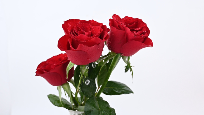 新鲜水滴红玫瑰  可商用【侵权必究】
