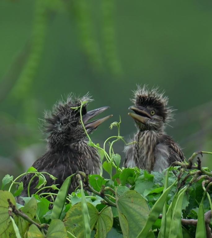 高清竖屏 两只夜鹭幼鸟湿地绿植中嬉戏打闹